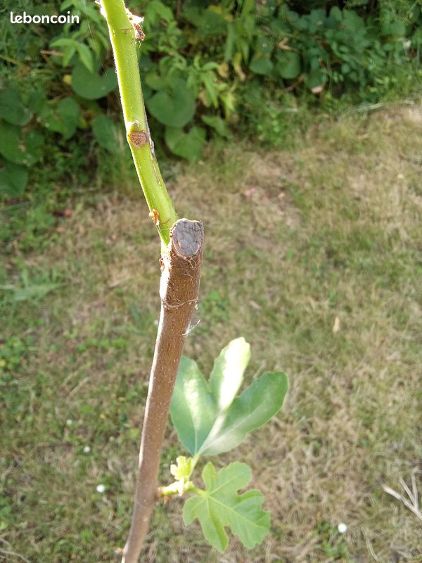 Beau figuier en pot culture de 2 ans taillé pour 1/2 tige bifère origine Nieul sur l'Autize en Vendée figue forme allongées très productif Pas d'envoi (image 7)