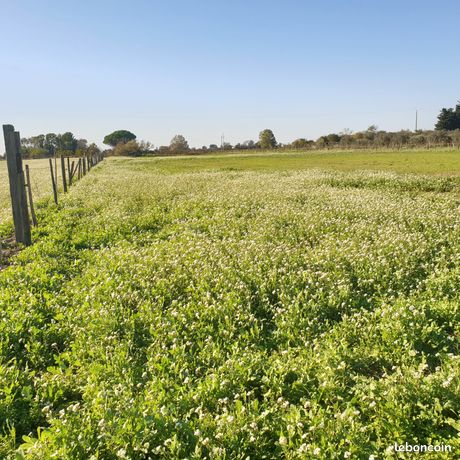 Location terrain agricole pour chevaux (30740 Le Cailar)