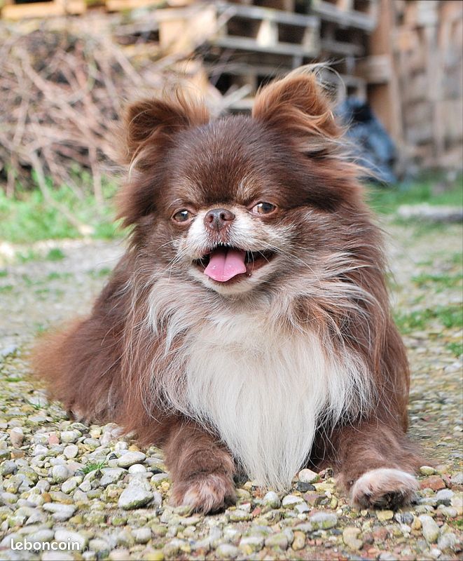 Saillie chihuahua (image 2)
