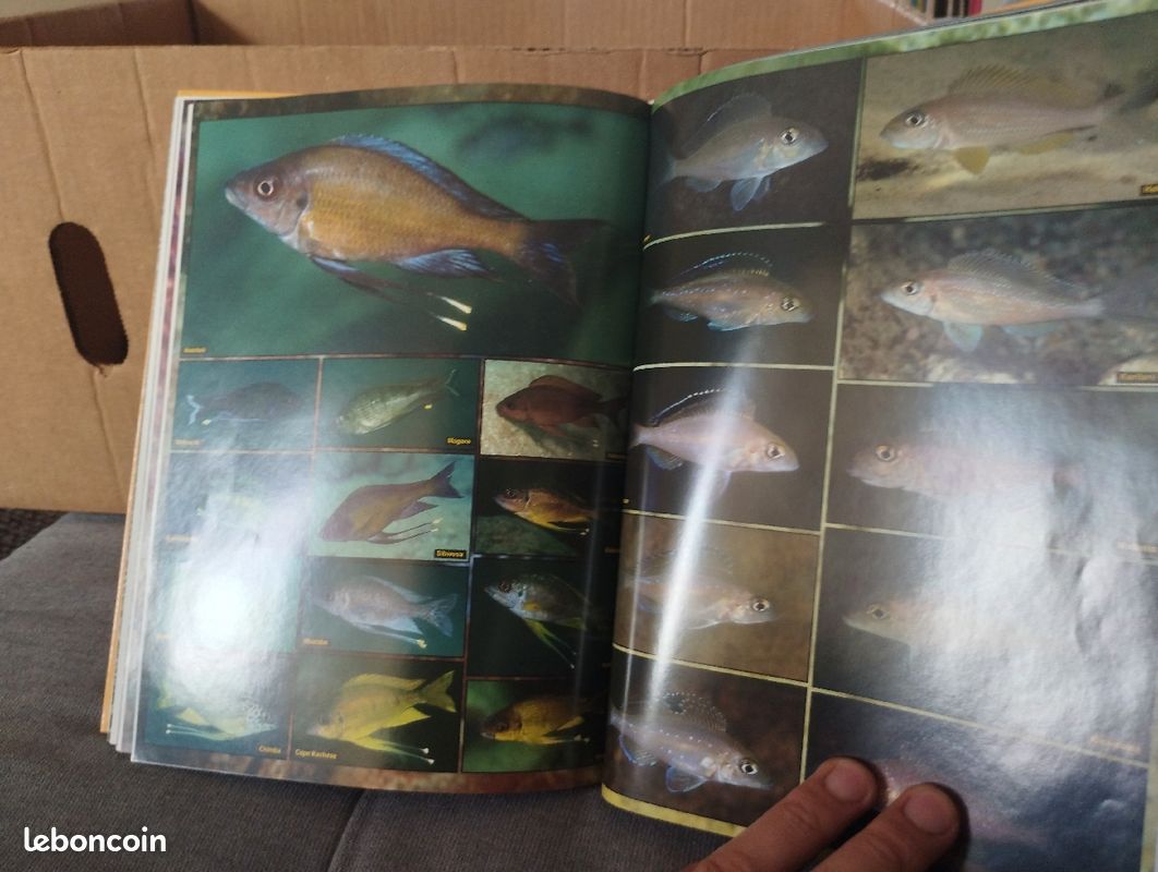 Les cichlides du Tanganyika dans leur milieu naturel, ad konings (image 3)