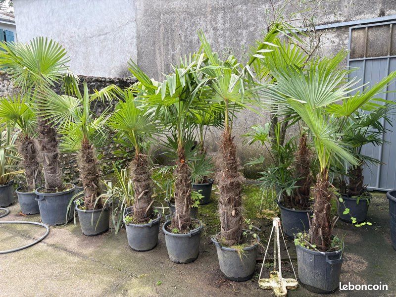 Palmiers à vendre (image 1)