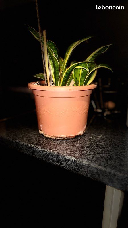 Plante (image 5)