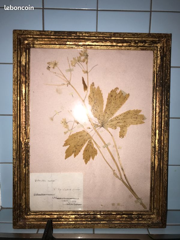 Tableau planche herbier (image 2)