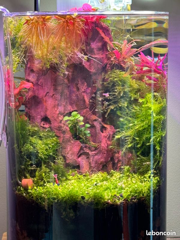 Plantes aquarium aquascaping (image 8)