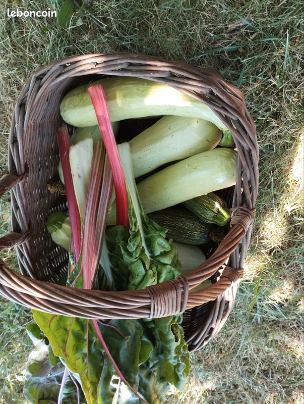 Vends légumes jardin potager permaculture : Tomates Courgettes Concombres Blettes Poivrons Piments etc (image 12)
