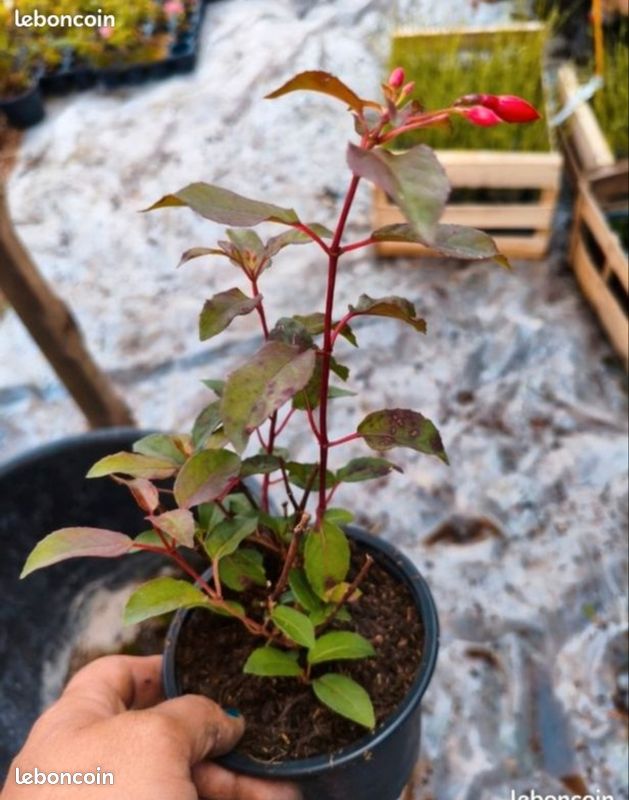 Fushia contraste pot (image 1)