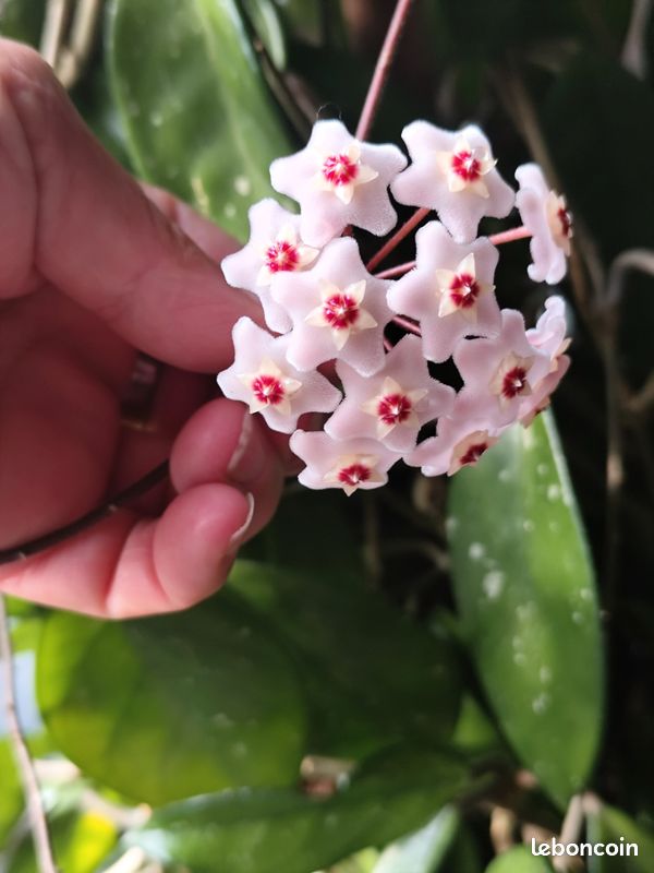 Plante Hoya fleurs de porcelaine (image 3)