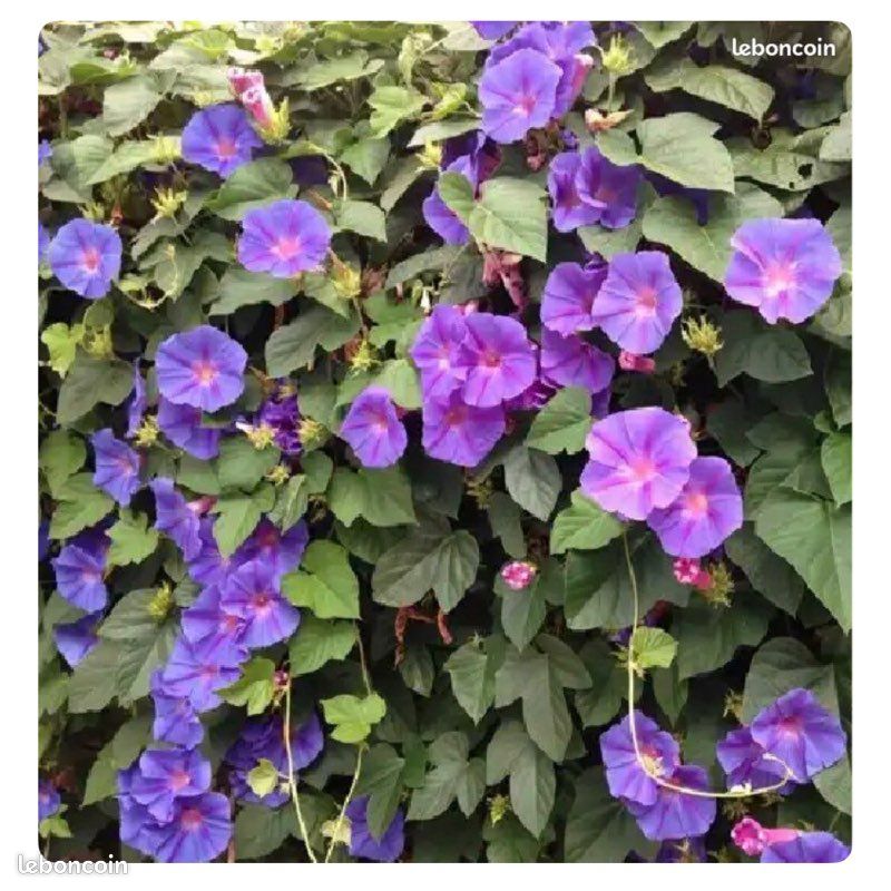 🌿 lot de 3 plantes grimpantes 🧡🤍💙 (image 4)
