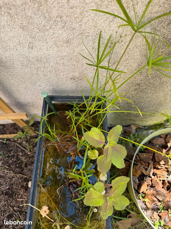 Plante aquatique (image 1)