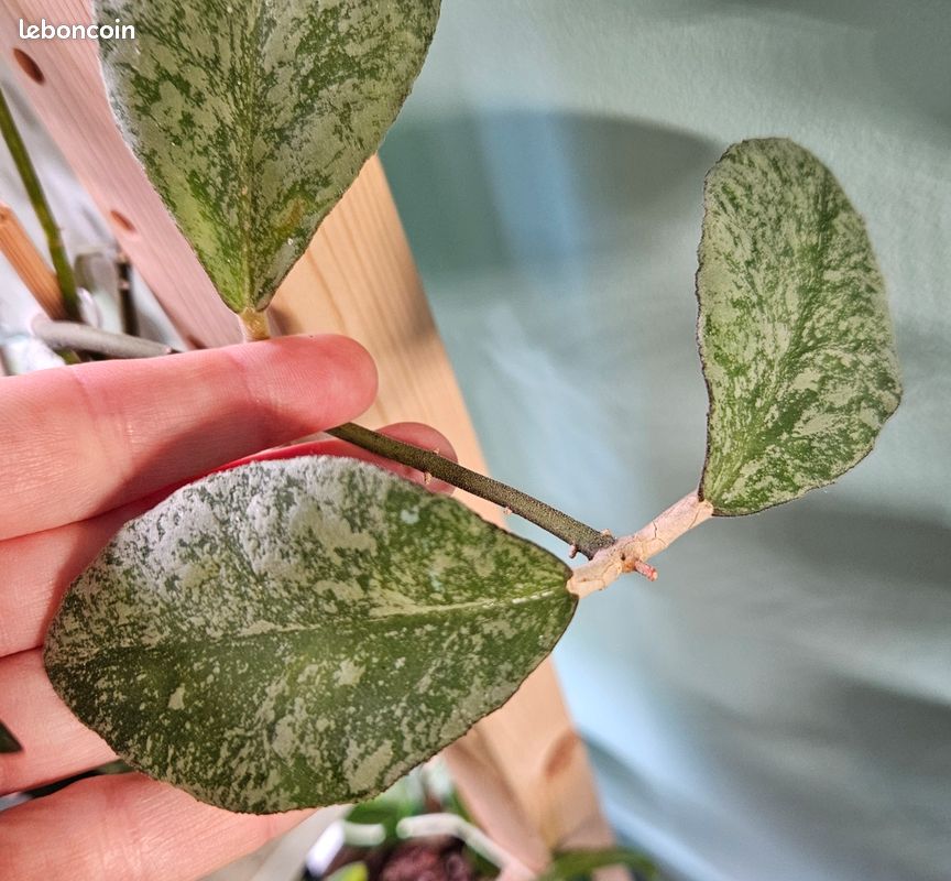 Cutting hoya waymaniae cloudy sky (image 1)