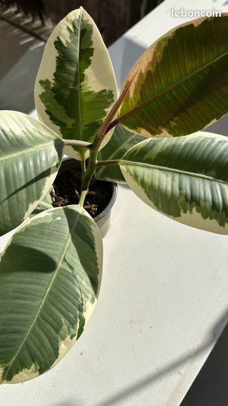 Bouture de caoutchouc / ficus elastica - Jardin & Plantes