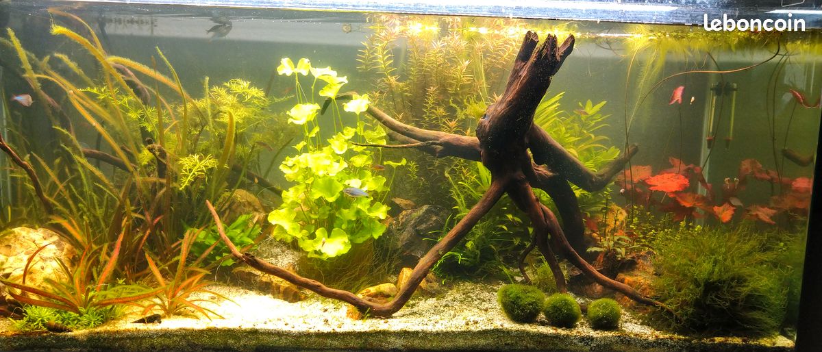 Aquarium cuve nue bords arrondis 250L (image 3)