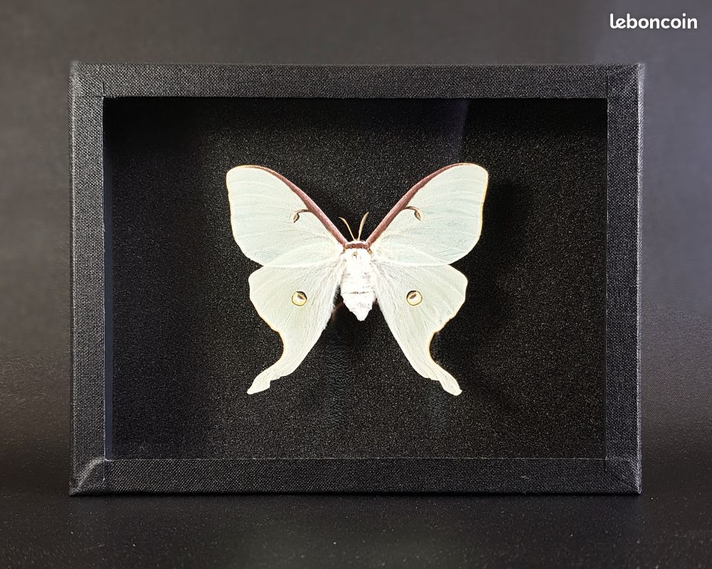 Papier Peint 3D Autocollant Luna - Motif Papillon Animal - Coloré - Neuf
