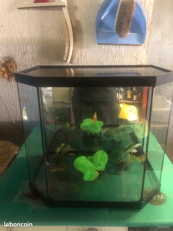 Aquarium avec déco (image 1)
