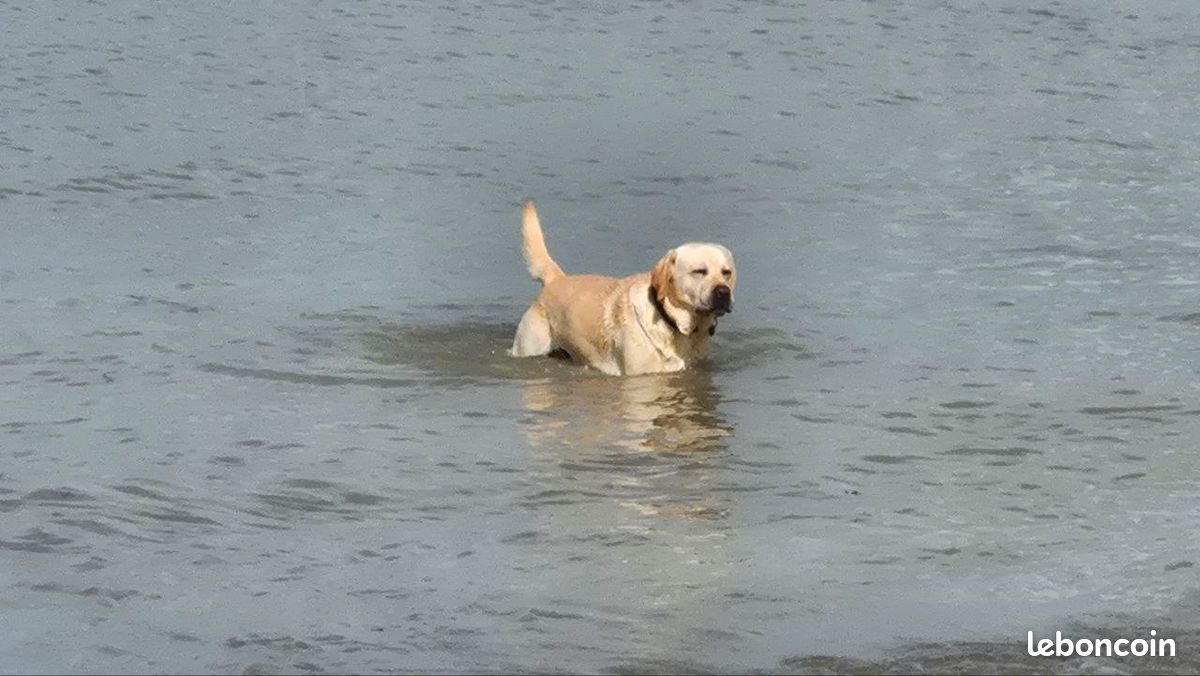 Saillie labrador sable lof (image 2)