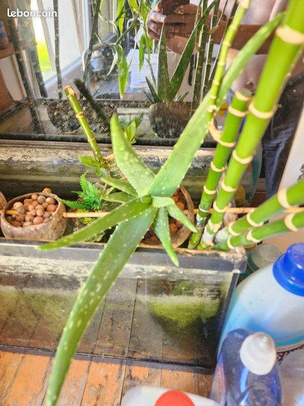 Aloé Vera en aquaponie et son pot en noix de coco et billes d'argile, pas de terre (image 4)