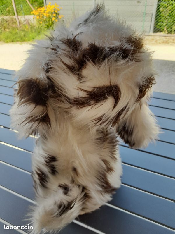 Peluche Range Pyjama Chien pas cher - Meilleures ofes sur le neuf et l'occasion