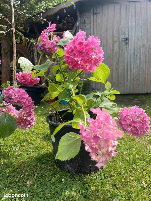 Hortensia en pot (image 1)