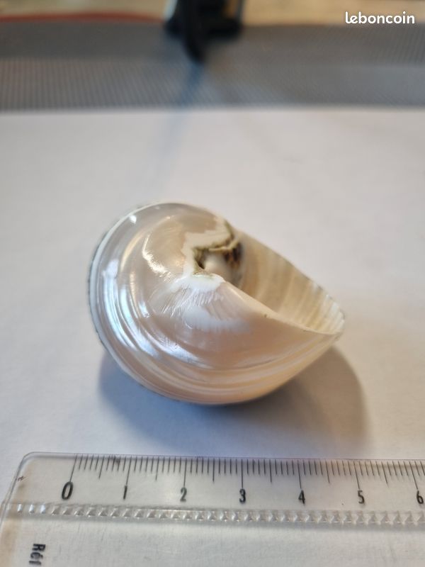 Coquillage : Trochus Nicolitus nacré (image 2)