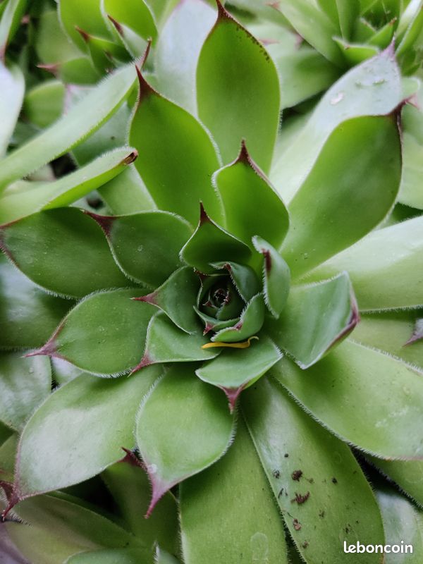 Plante grasse Joubarbe - Sempervivum (image 1)