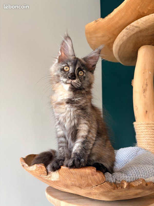 Maine coon (image 1)