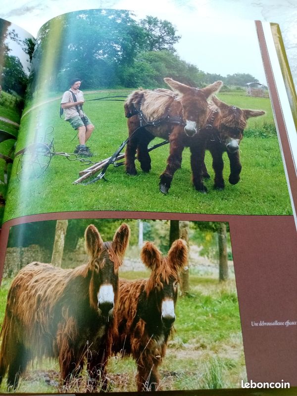 Le Baudet du Poitou, le trait poitevin mulassier et la mule poitevine (image 12)