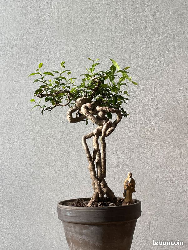 Bonsai Malpighia (image 2)