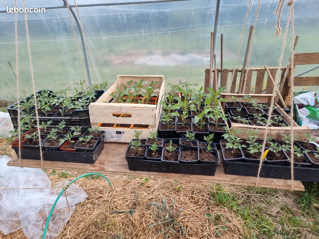 Plants de tomates (image 6)