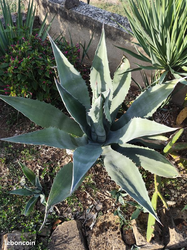 Agave 50 cm haut (image 1)