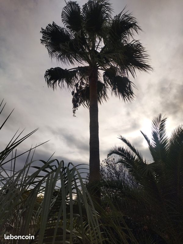 Washingtonia Robusta (image 4)