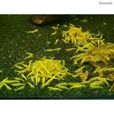 Aquarium Neocaridina (image 1)