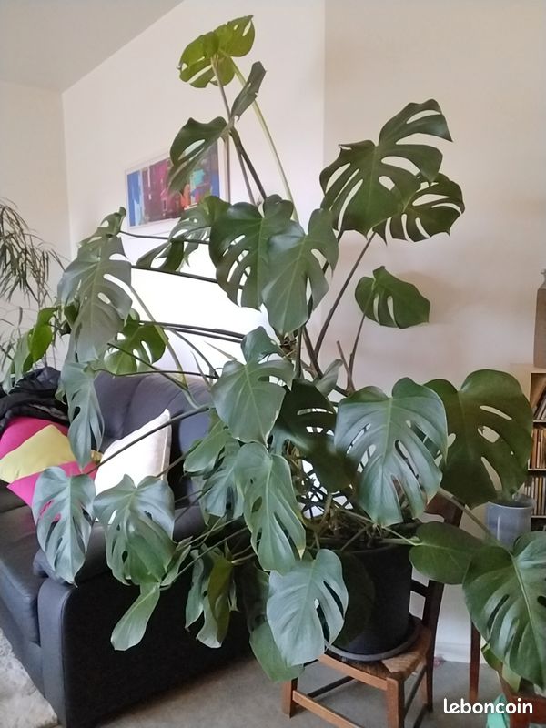 monstera variegata kaufen schweiz Monstera Deliciosa Variegata  Foliage Dreams