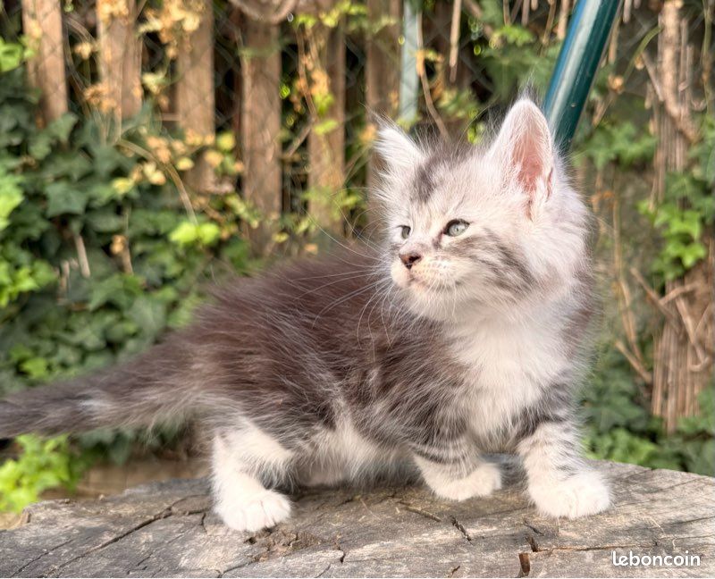 Chaton Maine Coon femelle LOOF (image 3)