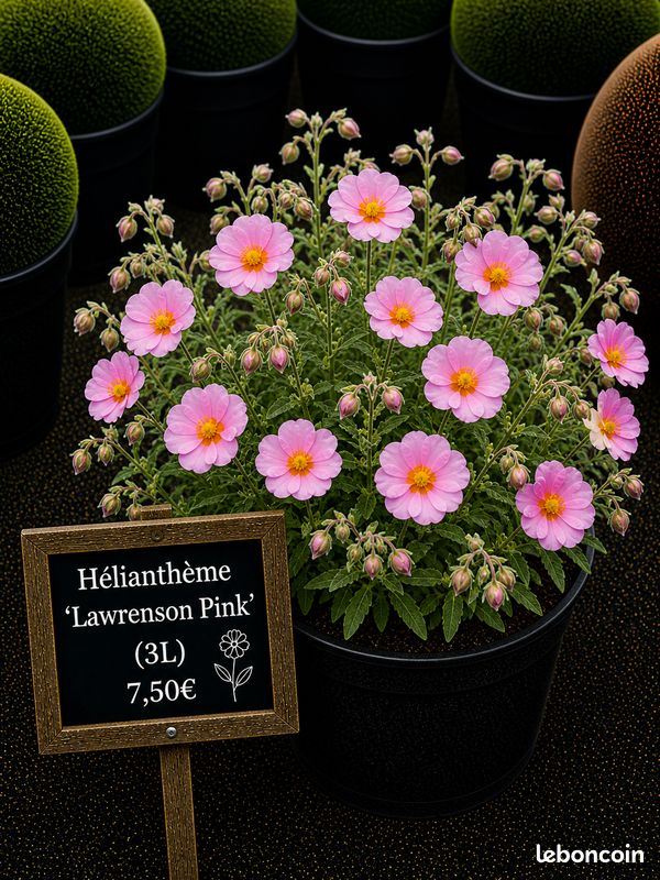 🌸 Hélianthème 'Lawrenson Pink' – Floraison rose – Couvre-sol (image 1)