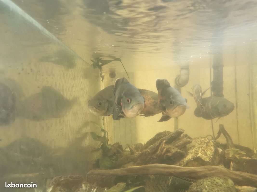 Aquarium 700L complet (image 4)
