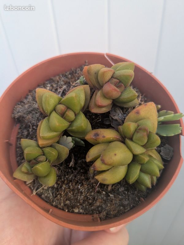 Pot de crassula Ben rustique à moins 2 degrés mais culture en intérieur possible (image 4)