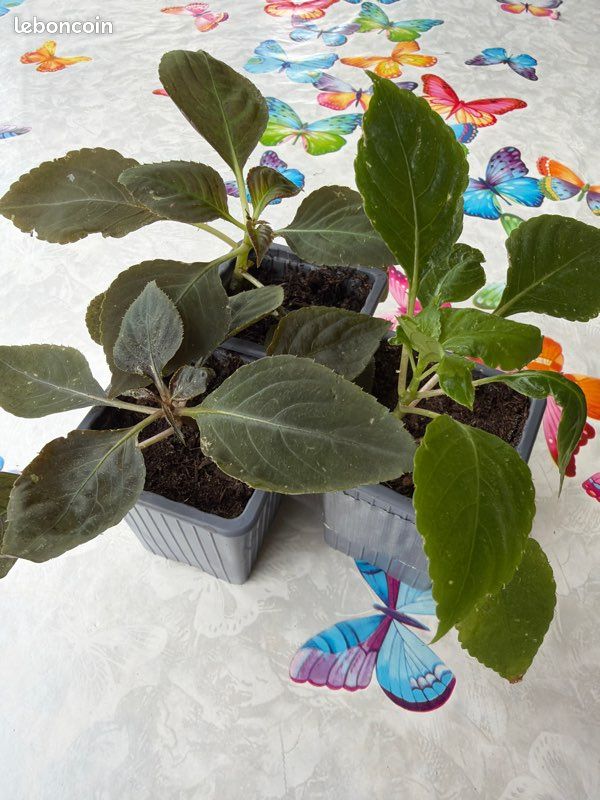 Plantes pour Demaret (image 1)