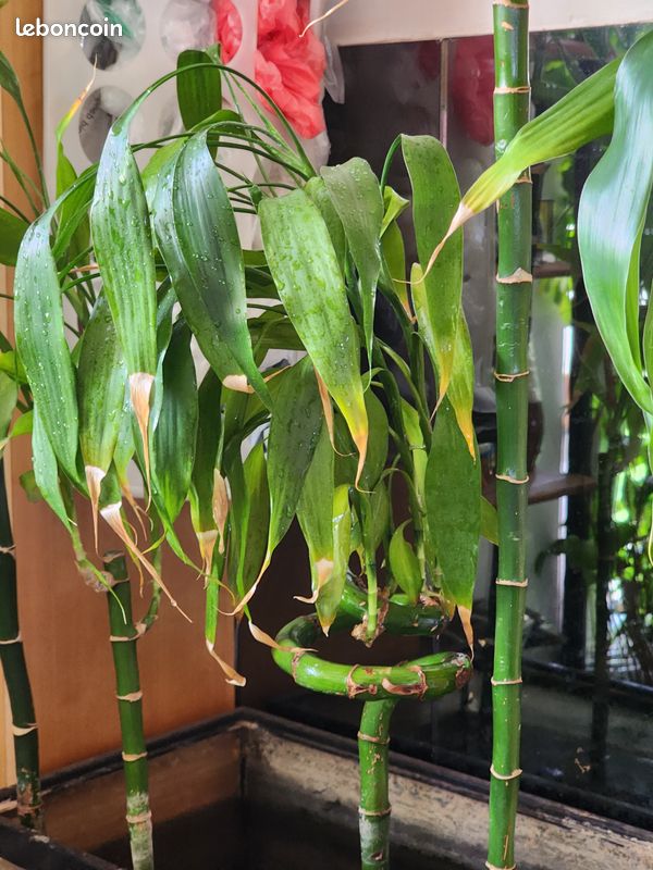 Grand Lucky Bamboo (Bambou porte-bonheur) 128 cm (image 4)