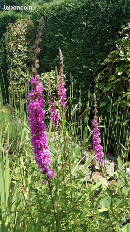 Salicaire - grande plante filtrante pour bassin (image 2)