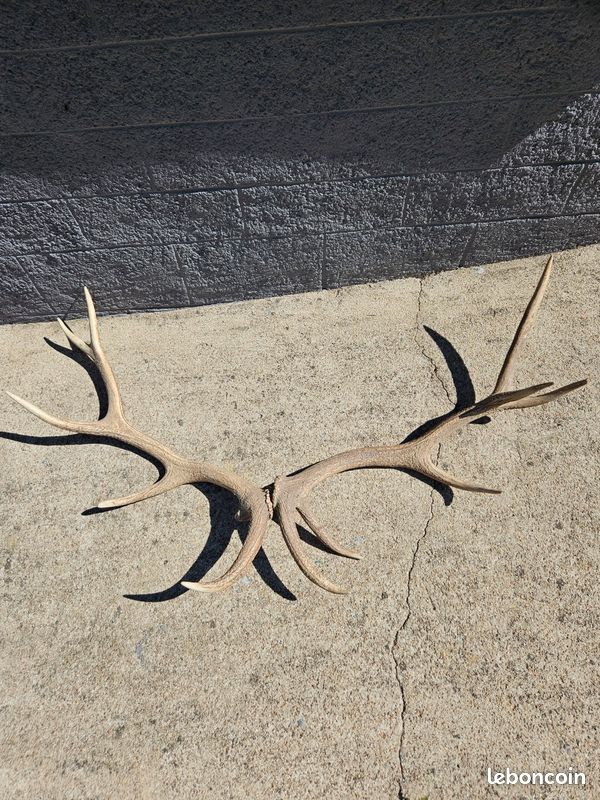 Bois cerf (image 2)