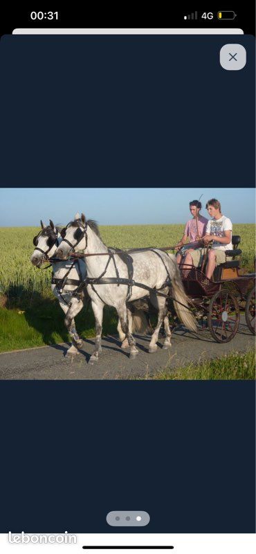 Harnais zilco en paire pour poneys (image 1)