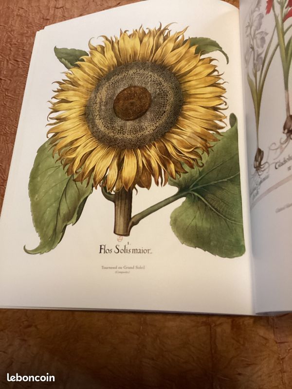 Livre l’herbier de Basilius Besler (image 4)