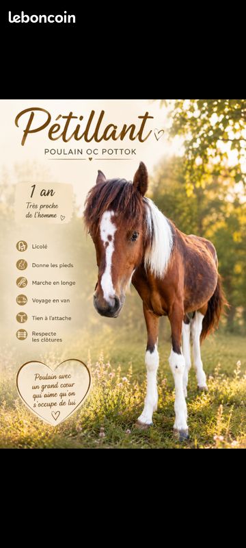 Poulain 1 an (image 2)