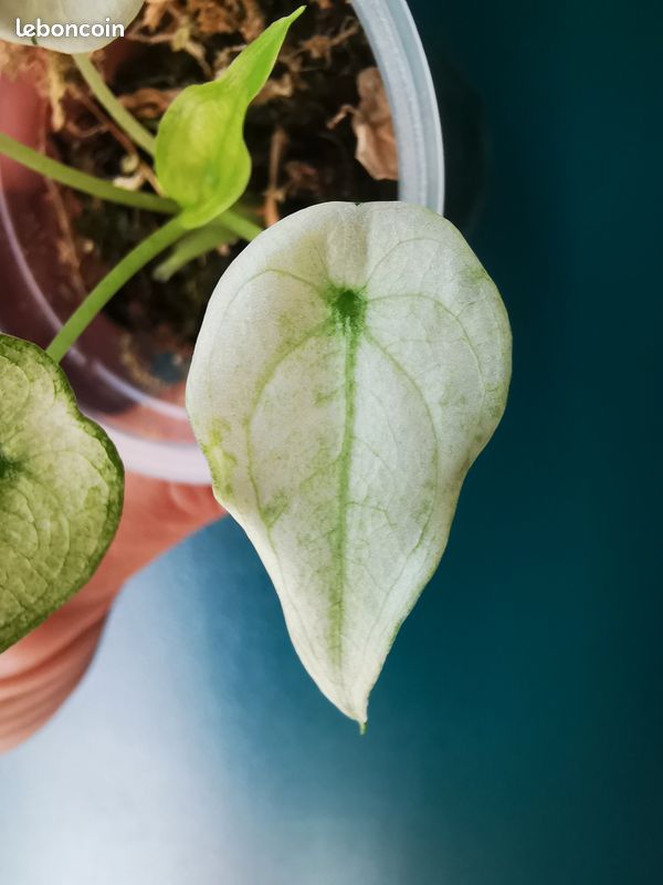Alocasia Cucullata wagyu mint Variegata  RARE - Jardin & Plantes