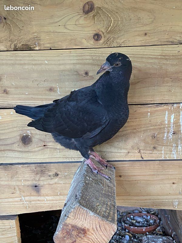 Pigeons voyageurs (image 3)