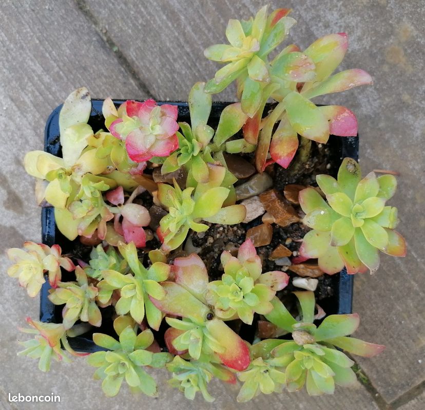 Sedum palmeri (image 3)