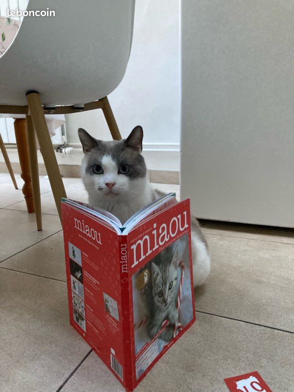 Livres miaou (2)😻 (image 6)