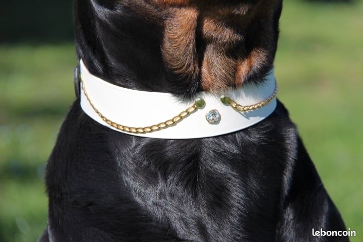 Collier biothane (image 2)