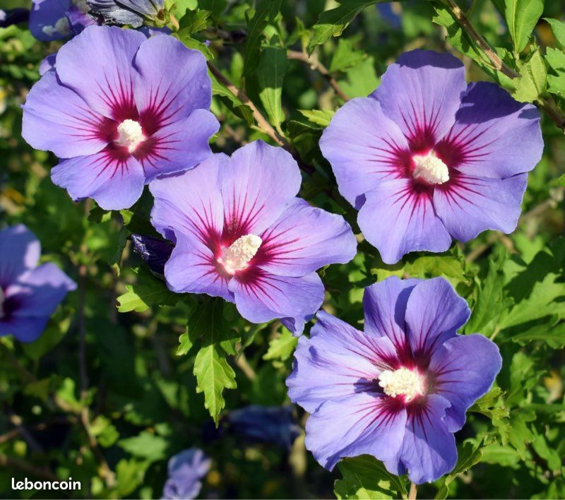 Vend arbre hibiscus 🌺 (image 5)