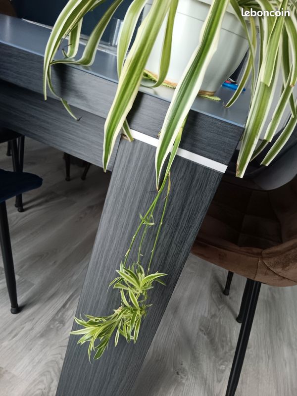 Plantes d intérieur vendues dans leur pot (image 2)